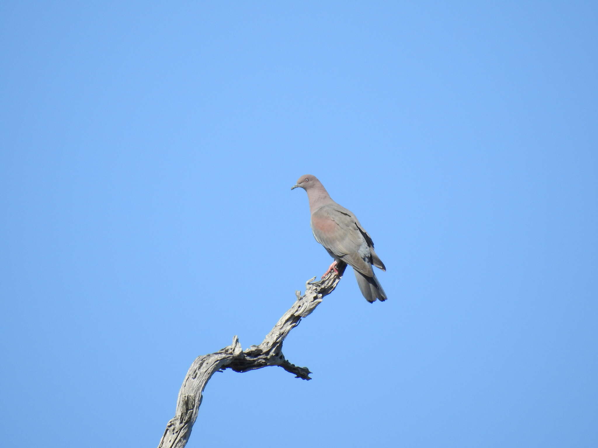 Image de Pigeon simple