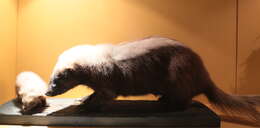 Image of Amazonian Hog-nosed Skunk