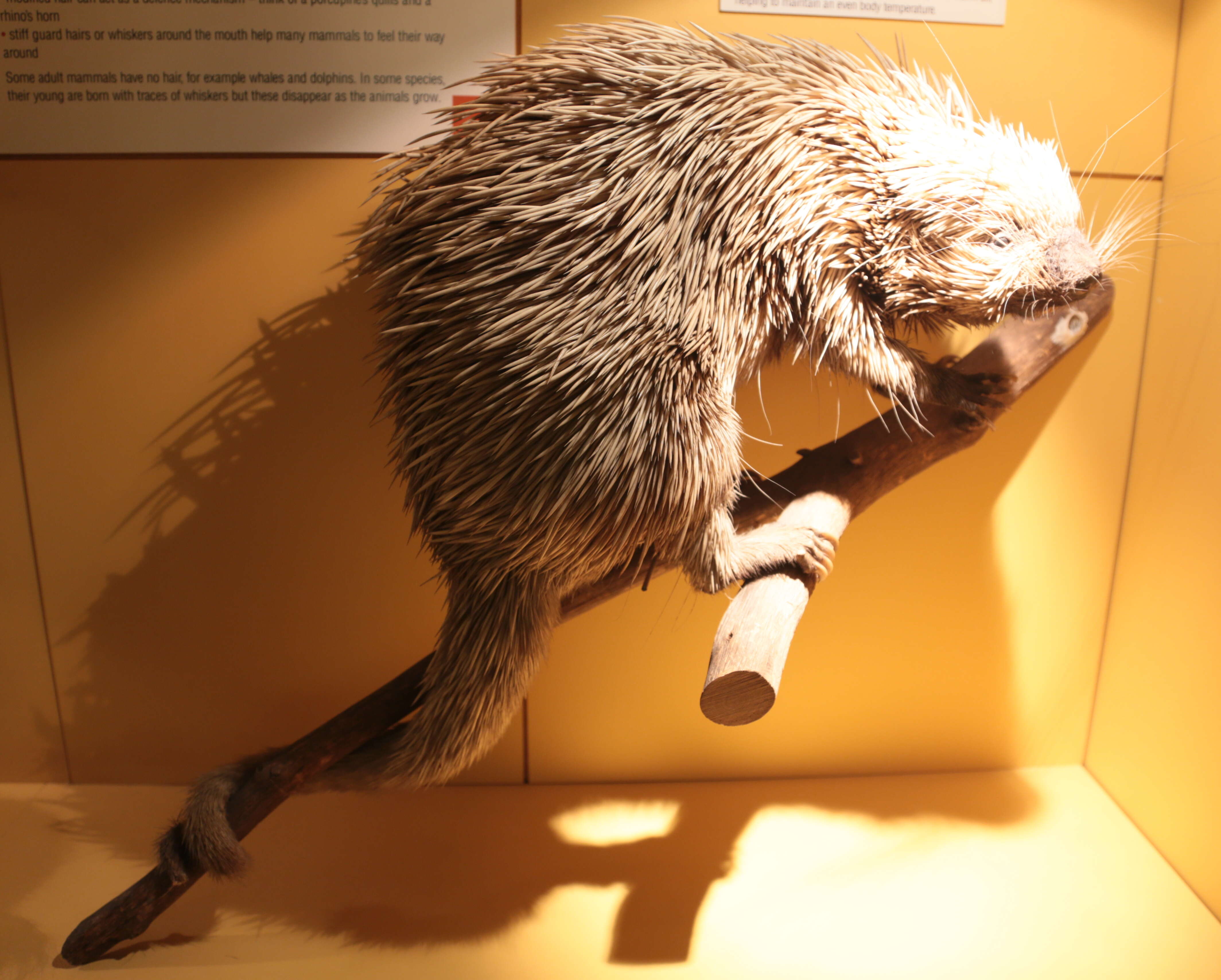 Image of Brazilian Porcupine