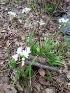 Image of white garlic