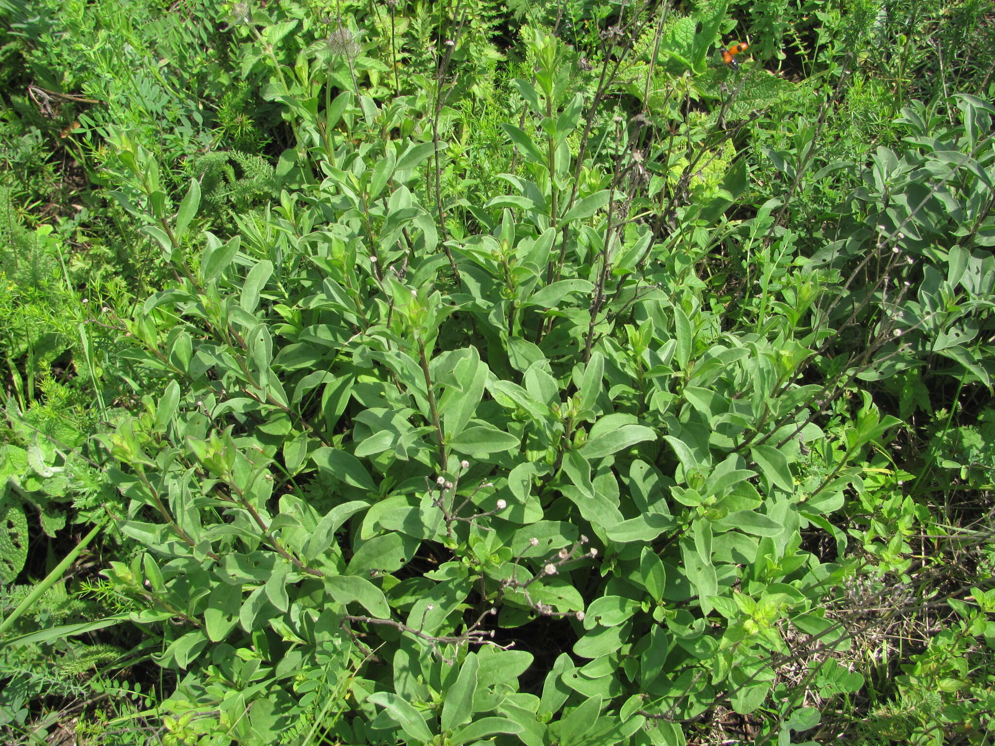 Plancia ëd Aster amellus subsp. bessarabicus (Rchb.) Soó