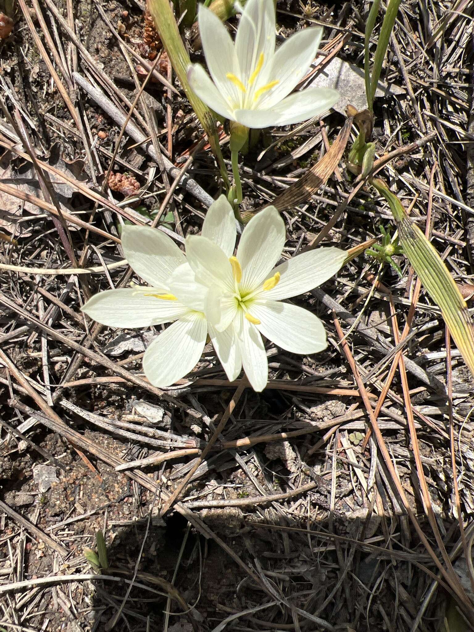 Image of Geissorhiza imbricata subsp. imbricata