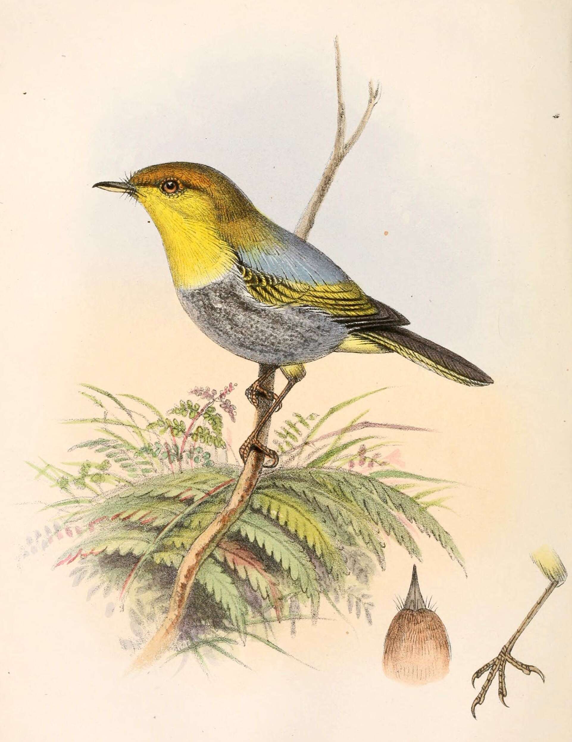 Image of Phylloscopidae