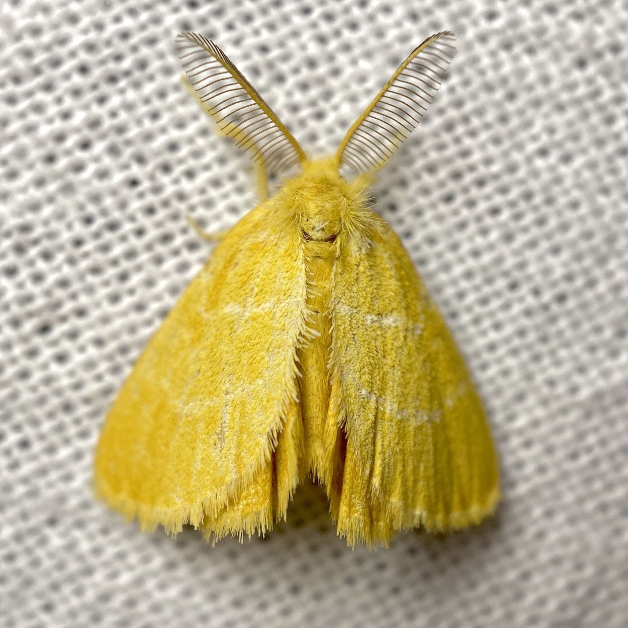 Слика од Euproctis lutea Fabricius 1775