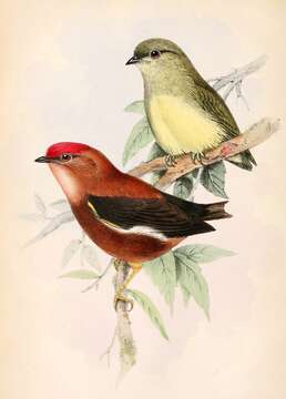 Image of Club-winged Manakin