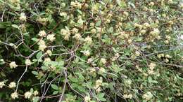 Image of Fragrant tree daisy