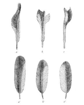 Image of Club-winged Manakin