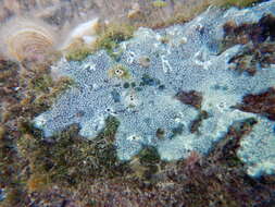 Diplosoma spongiforme (Giard 1872) resmi