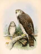 Image of Beaudouin's Snake Eagle