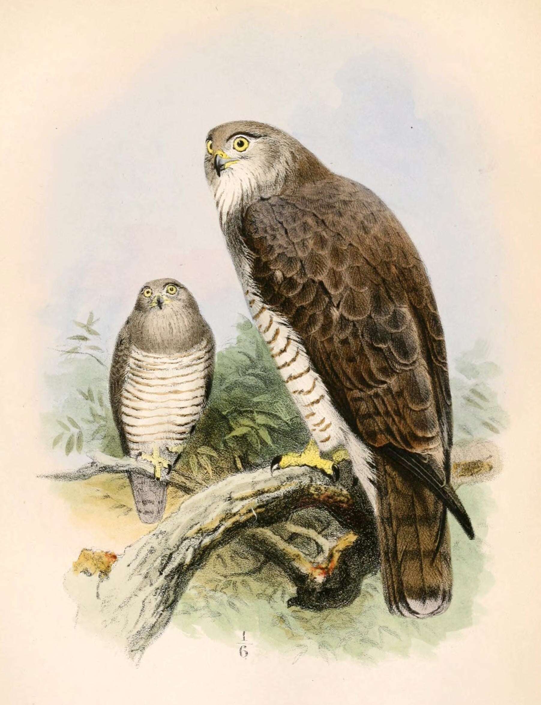 Image of Beaudouin's Snake Eagle