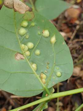 Image of Erythrina gall wasp