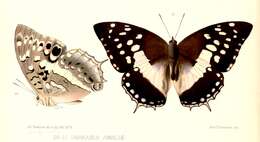 Charaxes ameliae Doumet 1861 resmi