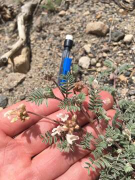 Imagem de Astragalus monoensis Barneby