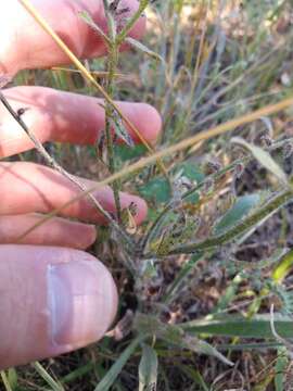 Image de Cryptantha texana (A. DC.) Greene