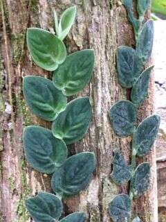 Image of Monstera subpinnata (Schott) Engl.