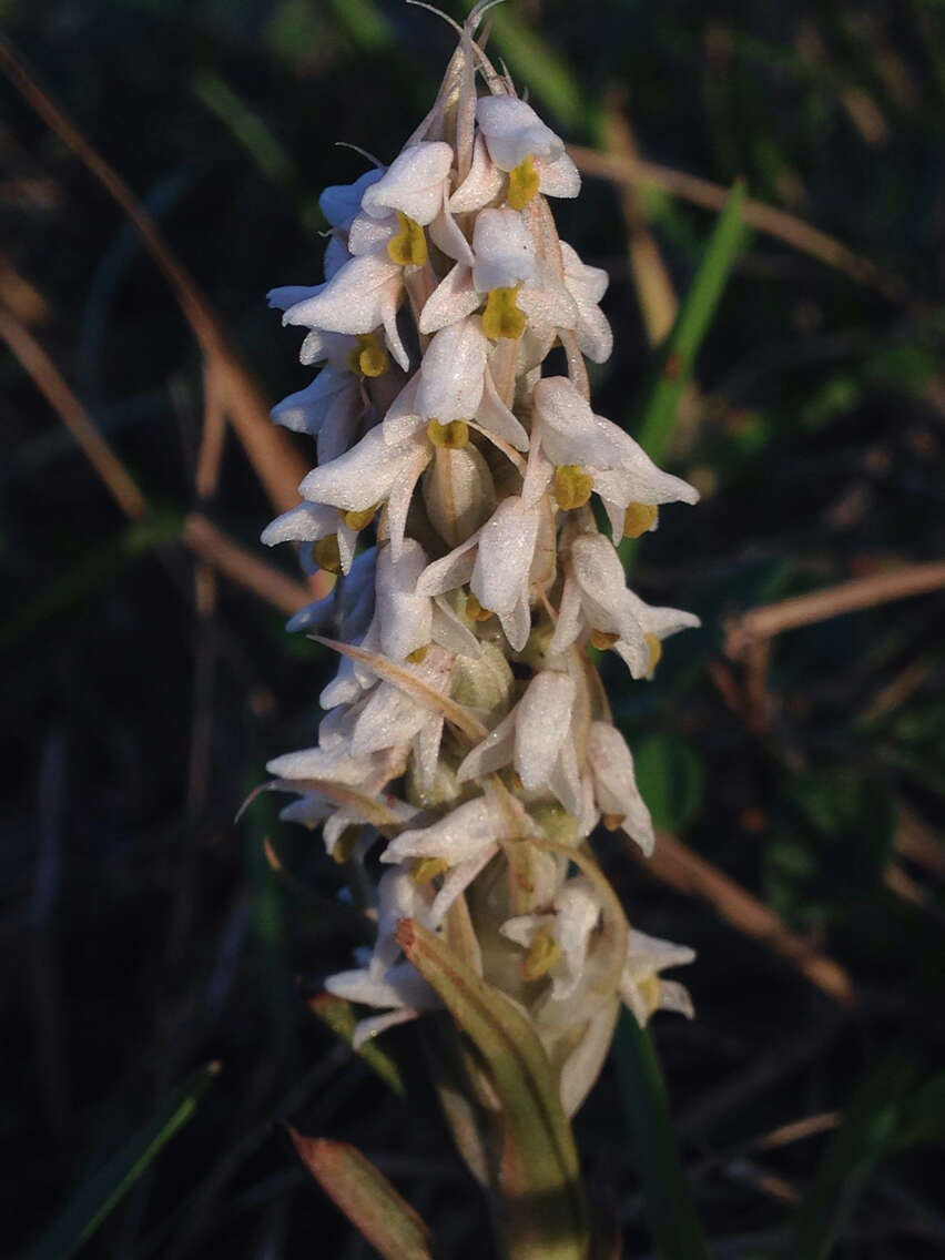 Image of Lawn orchid