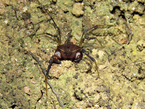 Image of Parapachyloides Roewer 1913