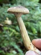 Image of Ampulloclitocybe avellaneialba (Murrill) Harmaja 2003