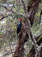 Imagem de Dryocopus pileatus abieticola (Bangs 1898)