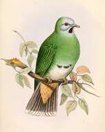 Image of Black-chinned Fruit Dove