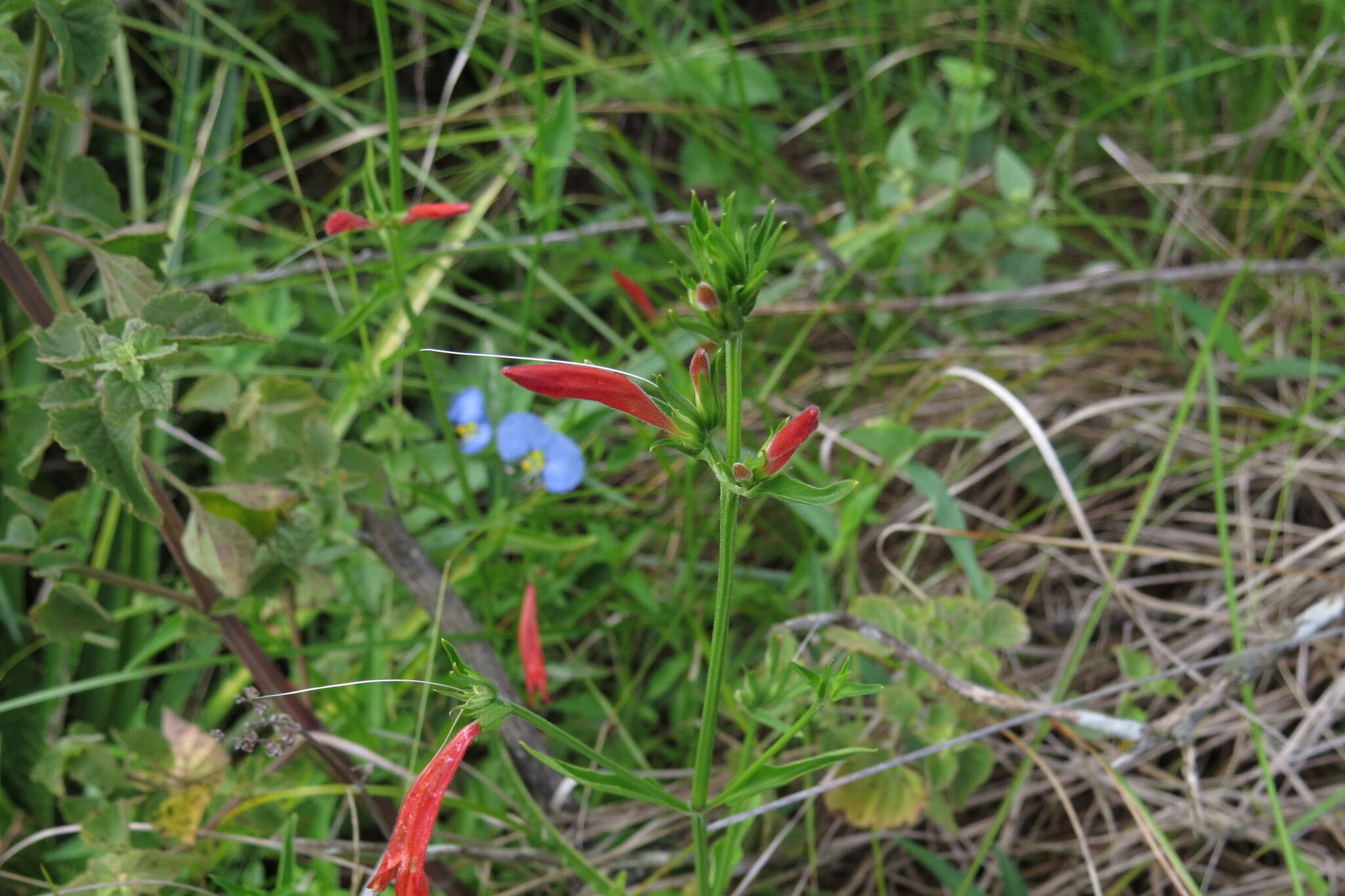 Imagem de Dicliptera squarrosa Nees