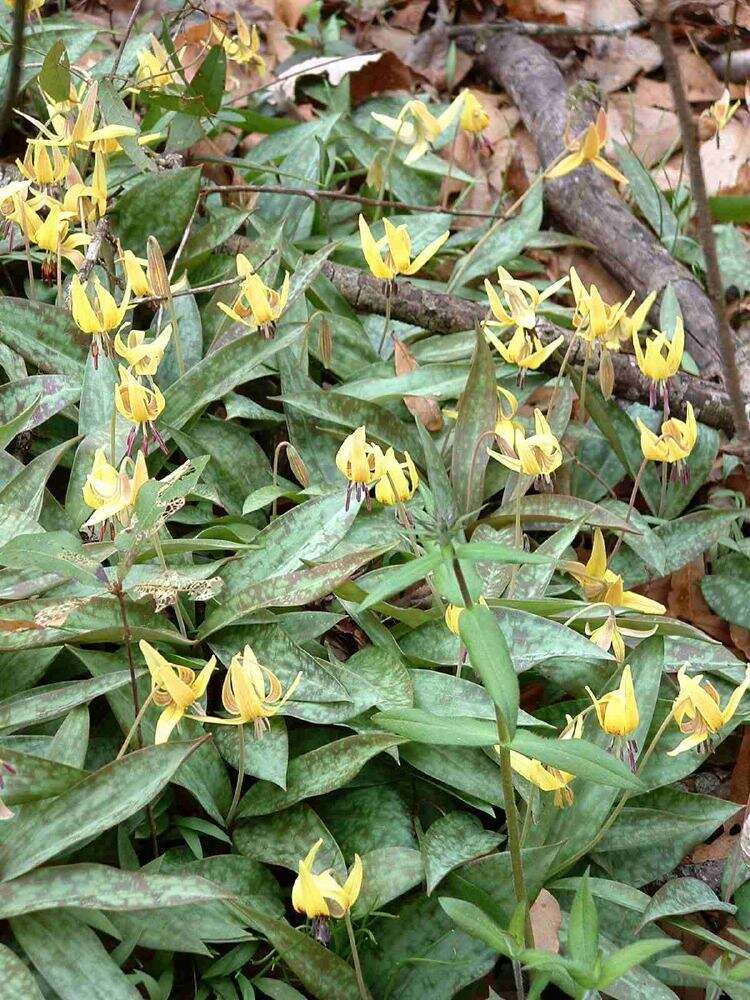 Imagem de Erythronium americanum Ker Gawl.