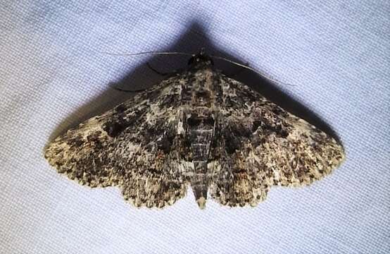 Image of Common Fungus Moth