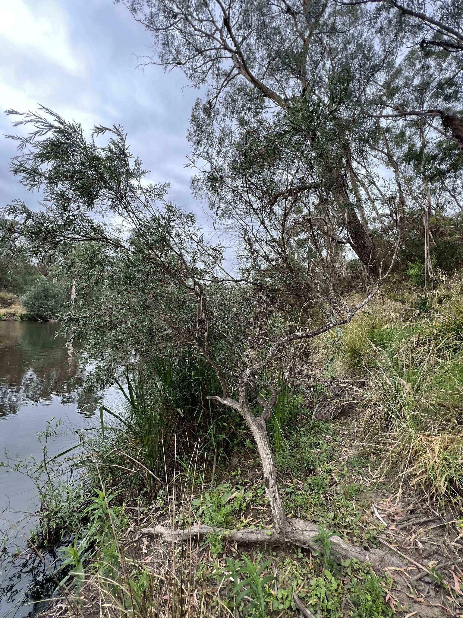 Image of river bottlebrush