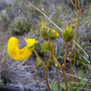 Image of Calceolaria polyrrhiza Cav.