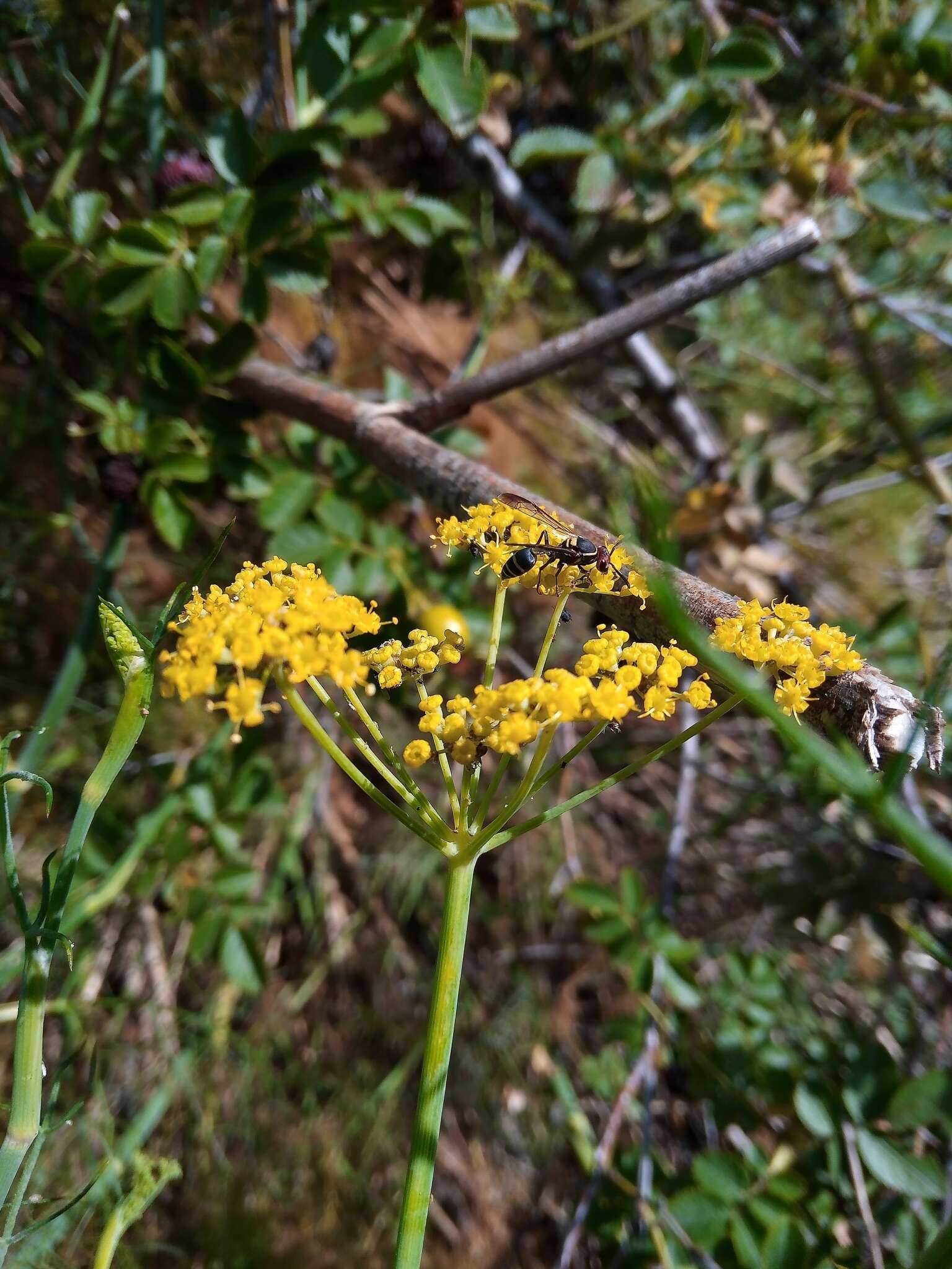 Image of Polybia ruficeps Schrottky 1902