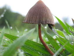 Image de Psilocybe mexicana R. Heim 1957