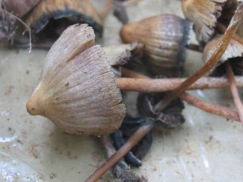 Image de Psilocybe mexicana R. Heim 1957