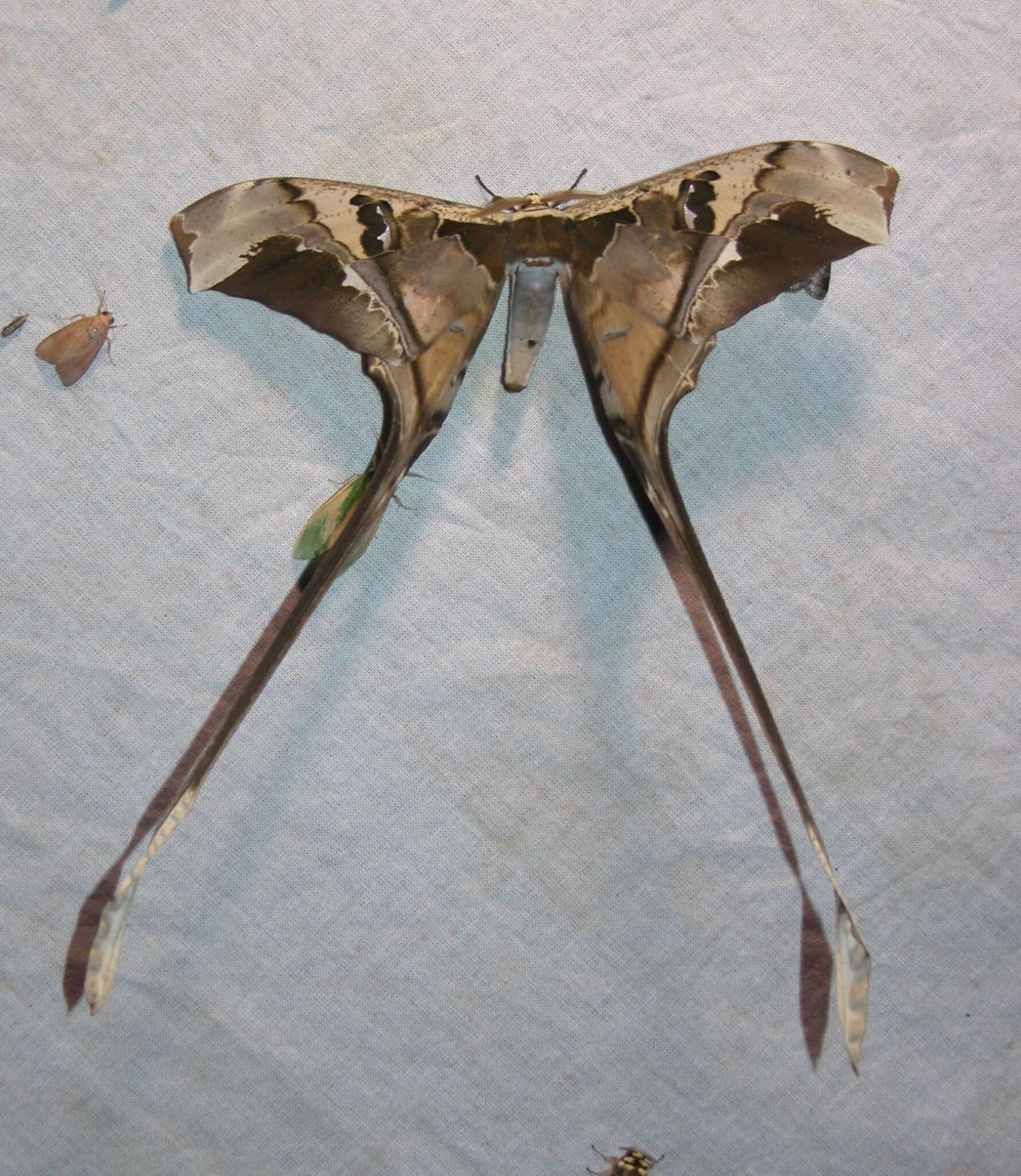 Image of Copiopteryx semiramis (Cramer 1775)