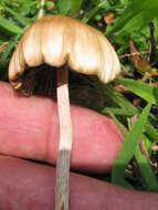 Image de Psilocybe mexicana R. Heim 1957