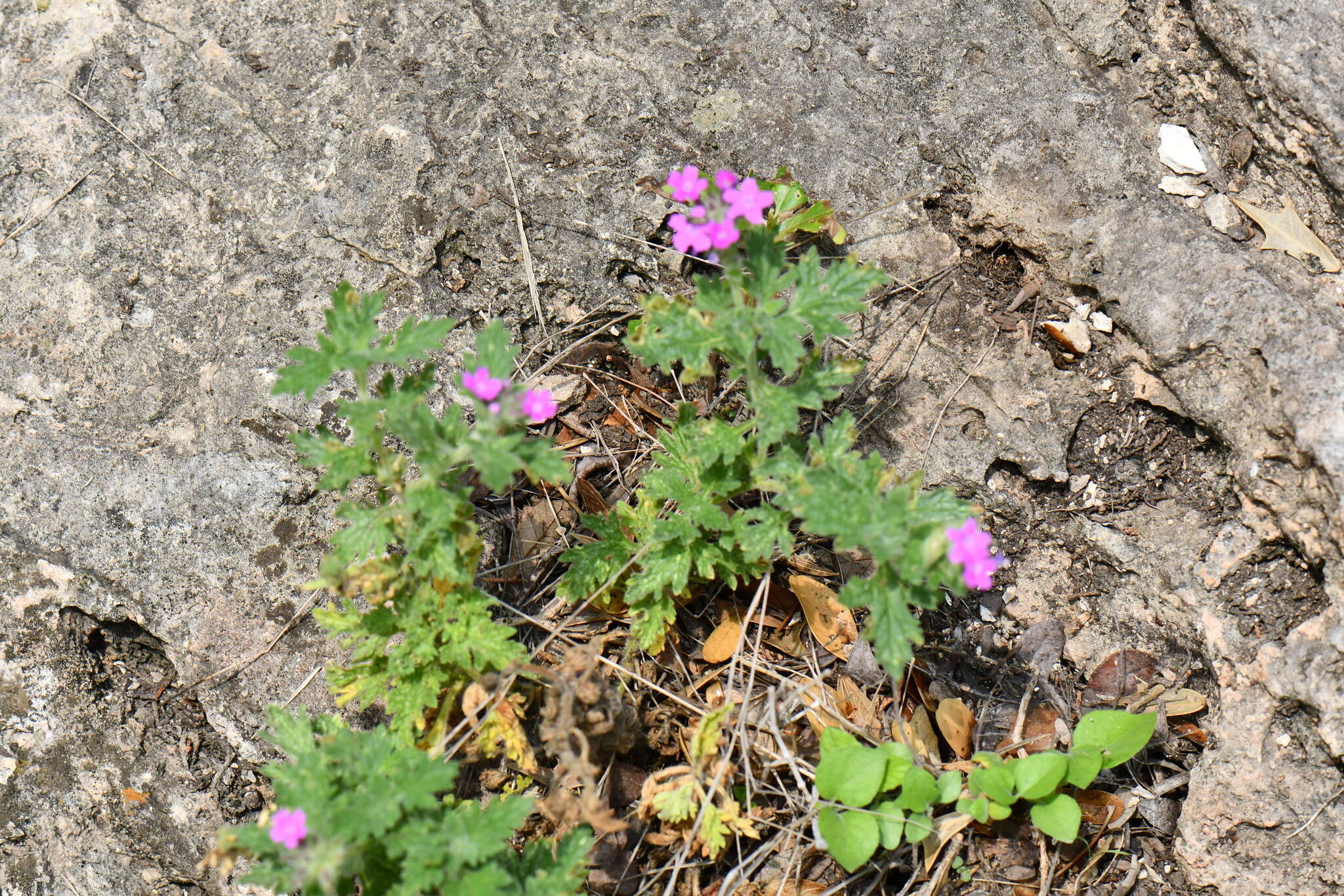 Plancia ëd Glandularia tumidula (L. M. Perry) Umber