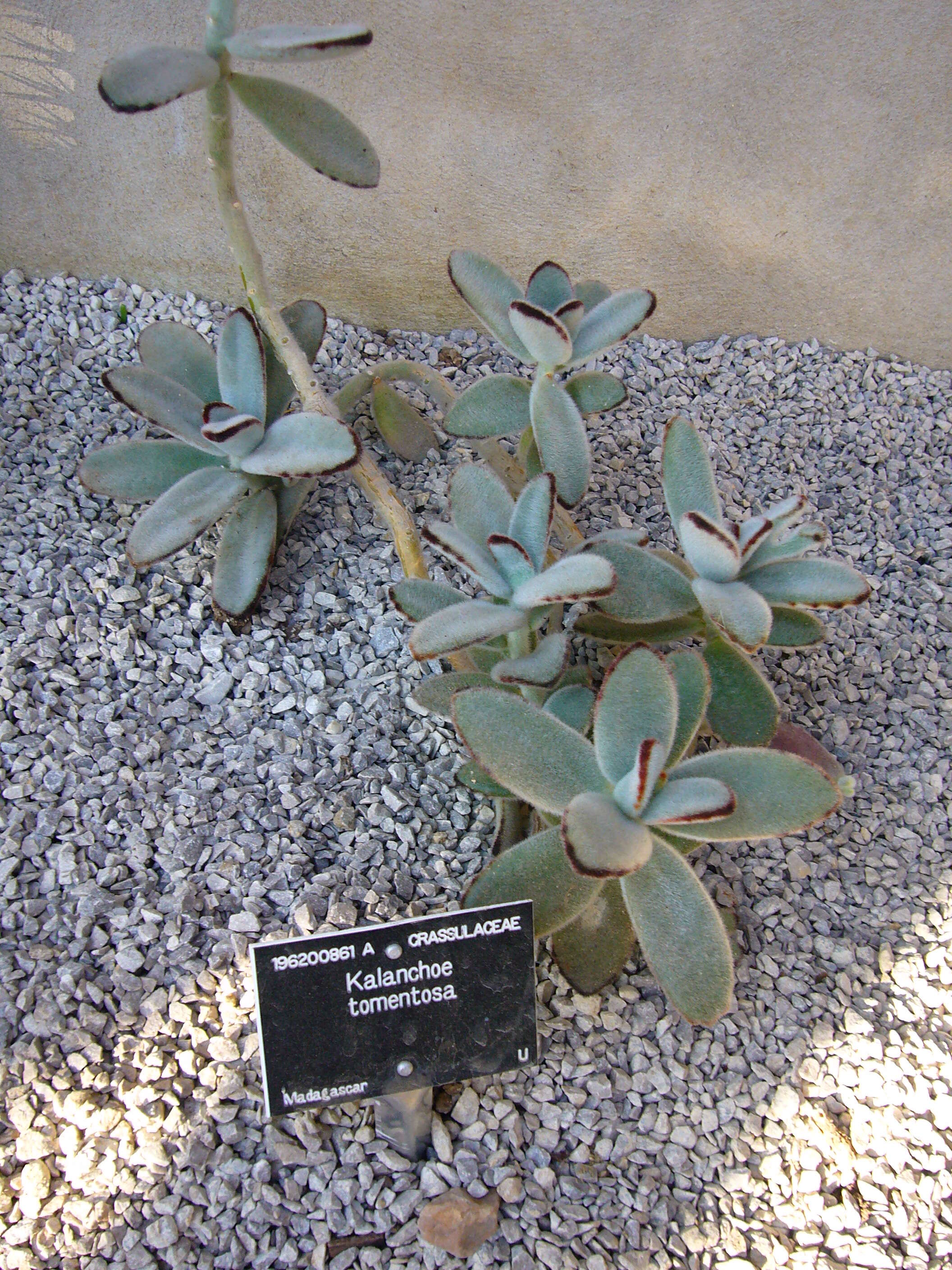 Image of Kalanchoe tomentosa Baker