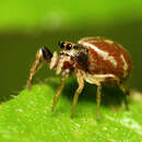 Image of Hammerjawed Jumper