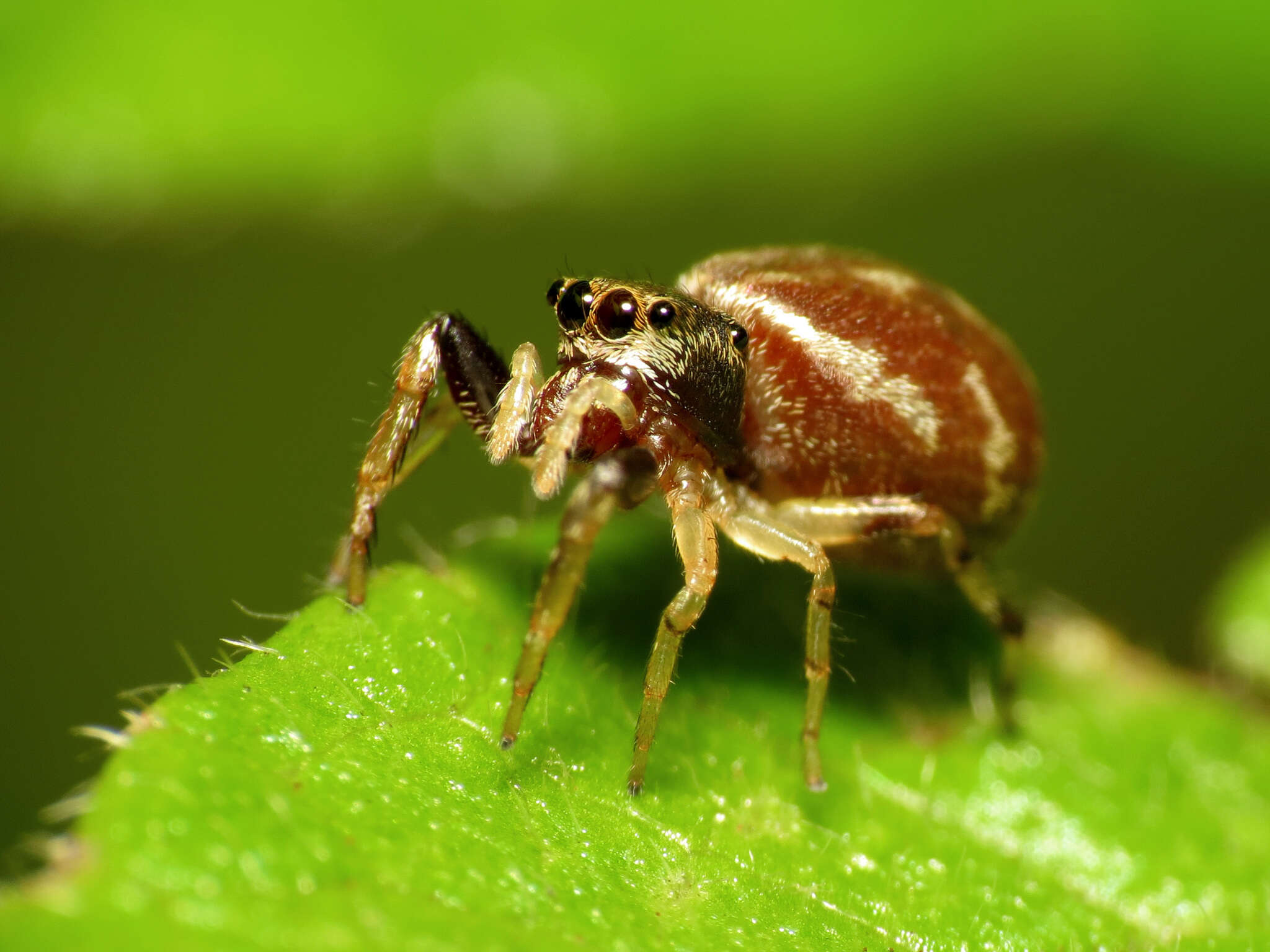 Image de Zygoballus rufipes Peckham & Peckham 1885