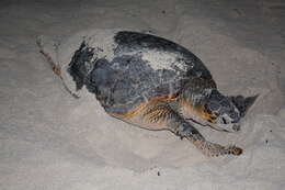 Image of Caretta