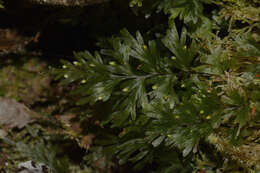 Imagem de Hymenophyllum flabellatum Labill.