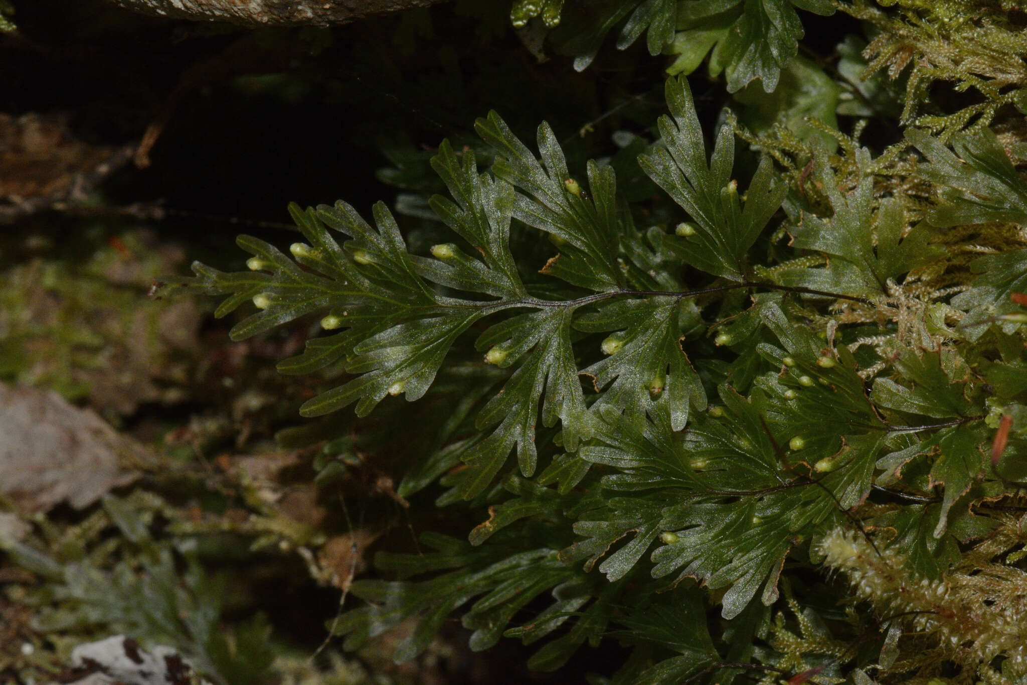 Imagem de Hymenophyllum flabellatum Labill.