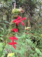 Imagem de Salvia fulgens Cav.