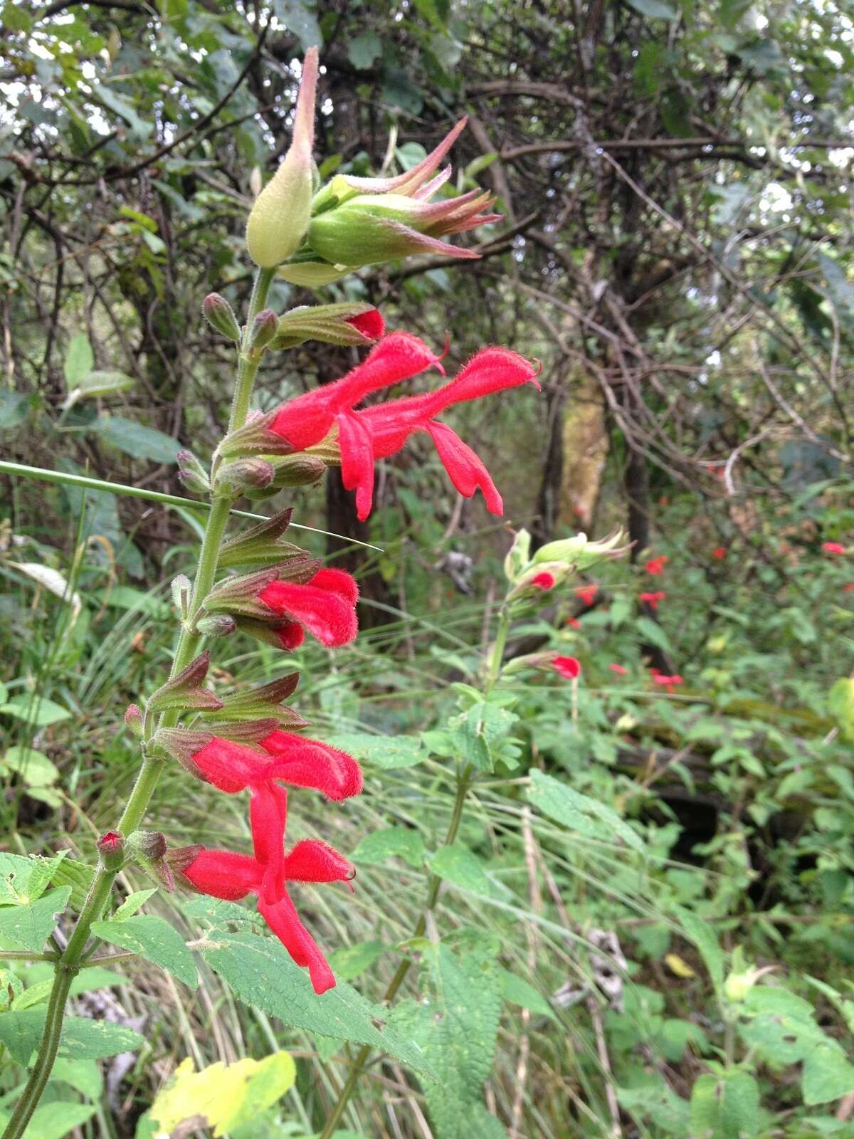 Imagem de Salvia fulgens Cav.