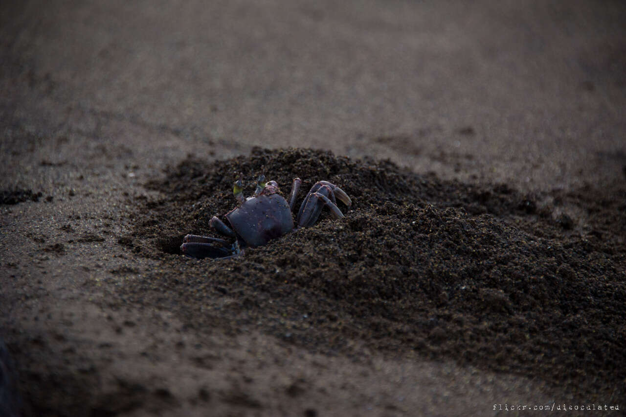 Image of Horned Ghost Crab