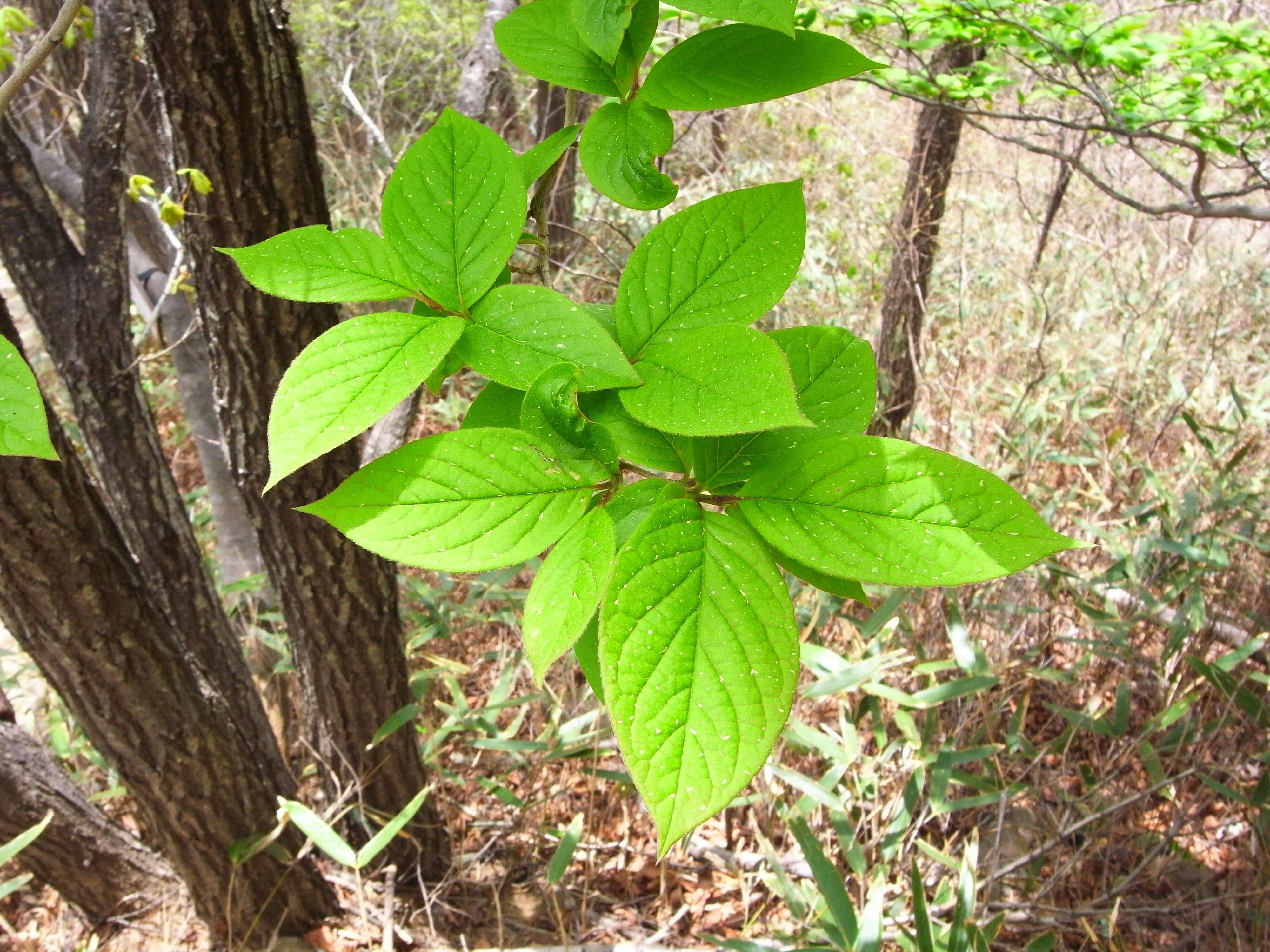 Imagem de Stewartia pseudocamellia Maxim.