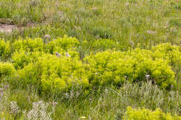 Image of Leucadendron spissifolium subsp. oribinum I. J. M. Williams