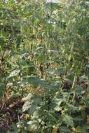 Image of great ragweed