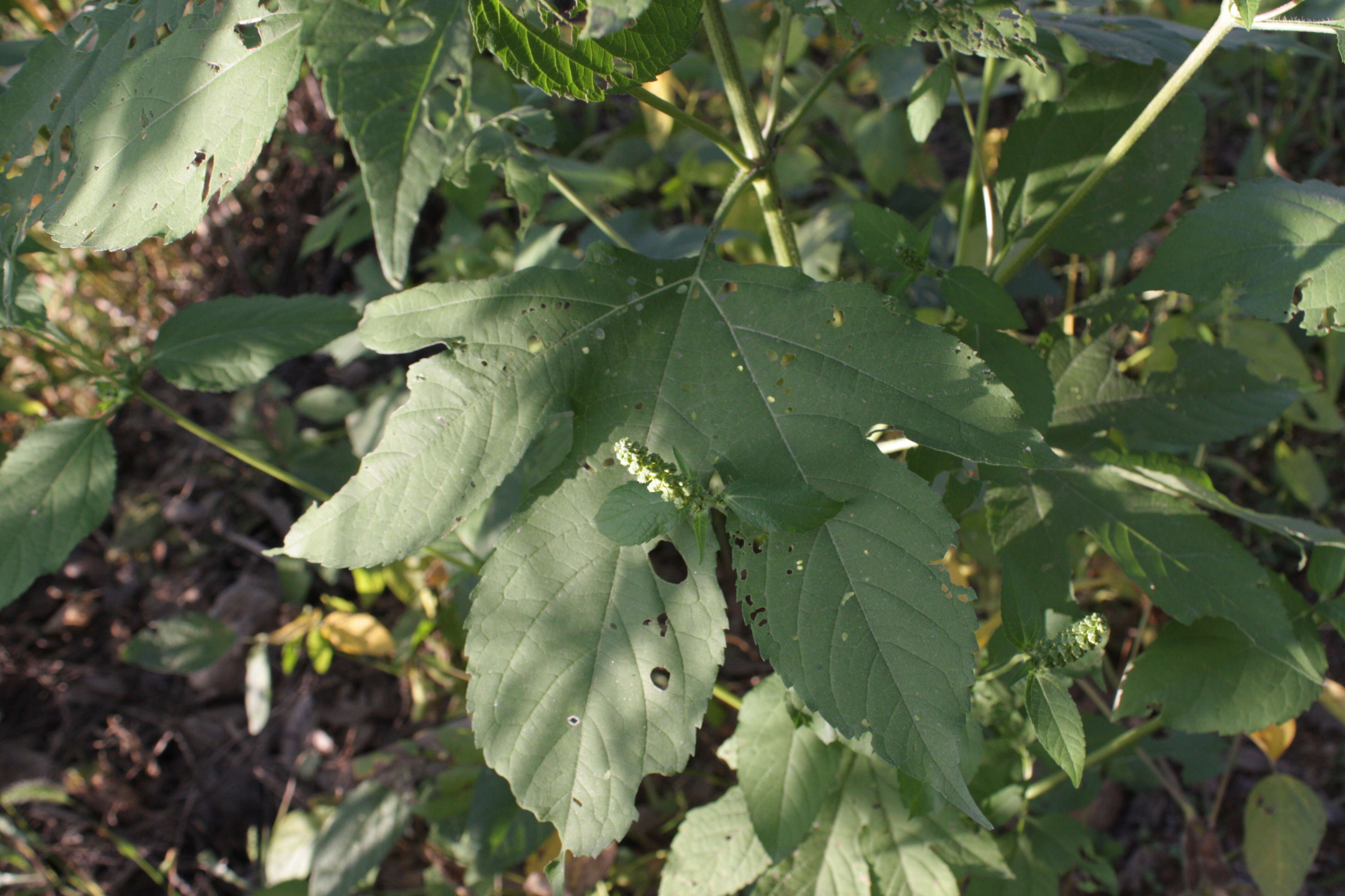 Image of great ragweed