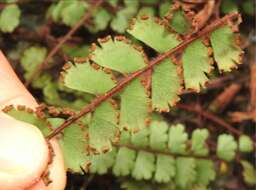 Adiantum ciliatum Bl.的圖片