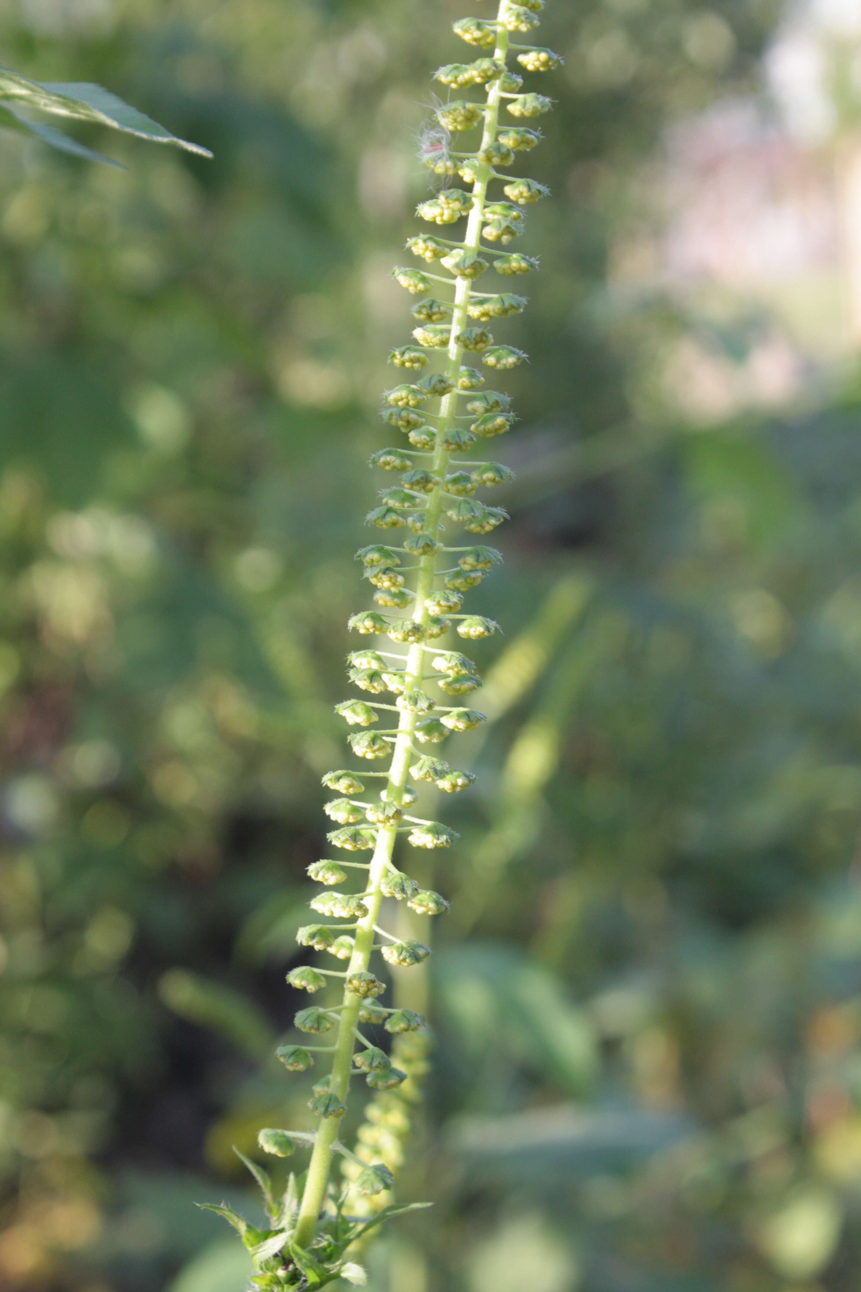 Image of great ragweed